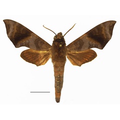 /filer/webapps/moths/media/images/F/funebris_Temnora_AM_Basquin_01a.jpg