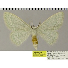 /filer/webapps/moths/media/images/M/muelleri_Acidromodes_PTF_ZSM.jpg