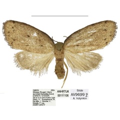 /filer/webapps/moths/media/images/B/bispinata_Spatulosia_PTF_ANHRT.jpg