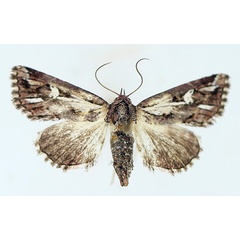 /filer/webapps/moths/media/images/O/opsiphora_Phytometra_AF_TMSA_02.jpg