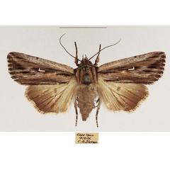 /filer/webapps/moths/media/images/A/apparata_Mythimna_AF_TMSA_01.jpg