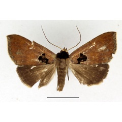 /filer/webapps/moths/media/images/N/nigribasis_Anoba_AM_Aulombard_02.jpg