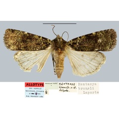 /filer/webapps/moths/media/images/B/bruneli_Mentaxya_AT_MNHN.jpg