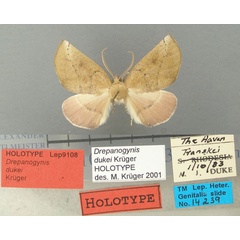 /filer/webapps/moths/media/images/D/dukei_Drepanogynis_HT_TMSA.jpg
