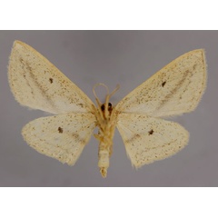 /filer/webapps/moths/media/images/D/donovani_Scopula_A_ZSM_02.jpg