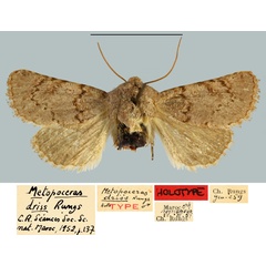 /filer/webapps/moths/media/images/D/driss_Metopoceras_HT_MNHN.jpg