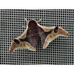 /filer/webapps/moths/media/images/R/rougeoti_Holocerina_A_Voaden_car.JPG