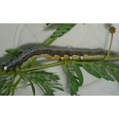 /filer/webapps/moths/media/images/C/catella_Achaea_C_Liebenberg.jpg