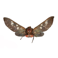 /filer/webapps/moths/media/images/A/aurivilliusi_Balacra_HT_RMCA_01.jpg