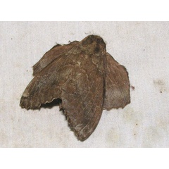 /filer/webapps/moths/media/images/B/brunnea_Mimopacha_AF_Goff_03.jpg