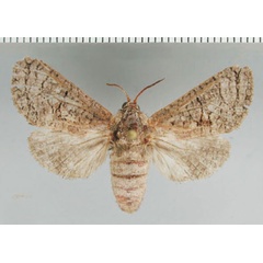 /filer/webapps/moths/media/images/P/plumbata_Brachylia_PTF_ZMHB.jpg