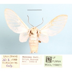 /filer/webapps/moths/media/images/P/pulchra_Balacra_A_MGCLa_02.JPG