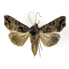 /filer/webapps/moths/media/images/P/phocea_Ctenoplusia_AM_RMCA.jpg