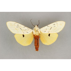 /filer/webapps/moths/media/images/S/similis_Rhodogastria_AM_BMNH.jpg