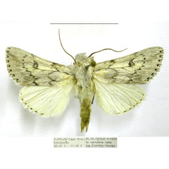 /filer/webapps/moths/media/images/C/canina_Ectochela_AM_TMSA.jpg