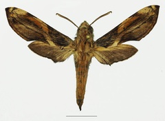 /filer/webapps/moths/media/images/O/orpheus_Theretra_AM_Basquin_03a.jpg