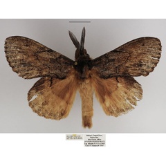 /filer/webapps/moths/media/images/C/chanleri_Metajana_AM_TMSA_01.jpg