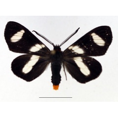 /filer/webapps/moths/media/images/T/trifasciata_Pitthea_AM_TMSA.jpg