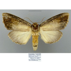 /filer/webapps/moths/media/images/A/atrata_Antheua_AF_Schintlmeister.jpg
