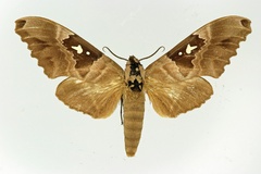 Lophostethus dumolinii carteri