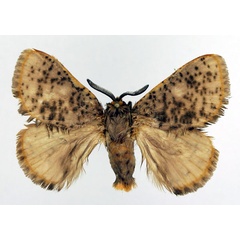 /filer/webapps/moths/media/images/N/nigromaculata_Chrysopoloma_AM_Basquin_01.jpg