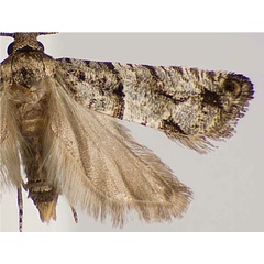 /filer/webapps/moths/media/images/S/scolopiae_Gypsonoma_PTM_USNM.jpg