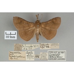 /filer/webapps/moths/media/images/M/megalosara_Eucapnodes_HT_OUMNH_01.jpg