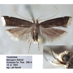 /filer/webapps/moths/media/images/N/nixcrinis_Torodora_HT_NHMO.jpg