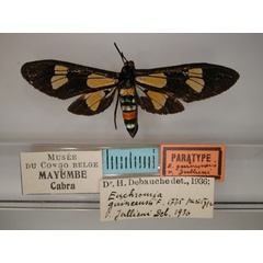 /filer/webapps/moths/media/images/J/jullieni_Euchromia_PT_RMCA_01.jpg