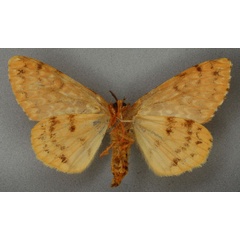 /filer/webapps/moths/media/images/C/castanea_Dasychira_HT_NHMUKb.jpg