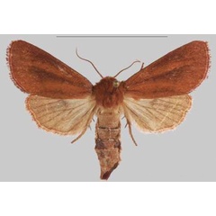 /filer/webapps/moths/media/images/M/makete_Sciomesa_HT_MNHNa.jpg