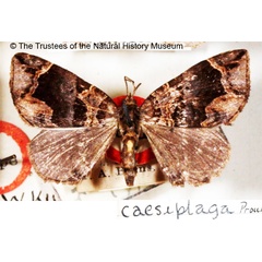 /filer/webapps/moths/media/images/C/caesiplaga_Gonanticlea_HT_BMNH.jpg