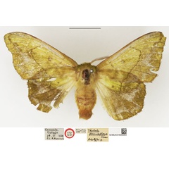 /filer/webapps/moths/media/images/P/prasinosphena_Trabala_AT_NHMUK.jpg
