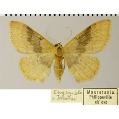 /filer/webapps/moths/media/images/A/algeriaca_Idaea_AF_ZSM_01.jpg