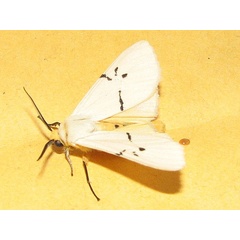 /filer/webapps/moths/media/images/Q/quadrilunata_Spilosoma_A_Goff_01.jpg