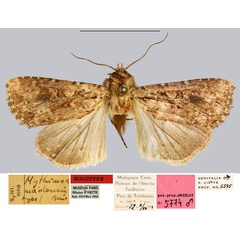 /filer/webapps/moths/media/images/M/madensis_Mythimna_HT_MNHN.jpg