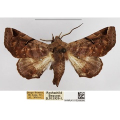 /filer/webapps/moths/media/images/H/histrio_Eutelia_AM_NHMUK.jpg