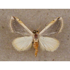 /filer/webapps/moths/media/images/X/xanthocraspis_Eublemma_A_Butler.jpg