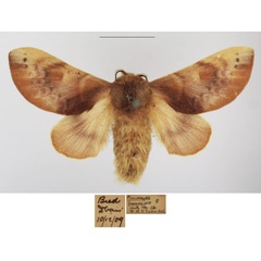 /filer/webapps/moths/media/images/B/basalis_Pseudometa_AF_TMSA.jpg