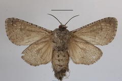 Brachylia reussi