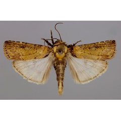 /filer/webapps/moths/media/images/O/ochroprocta_Lophotarsia_A_RMCA_01.jpg