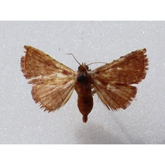 /filer/webapps/moths/media/images/P/pyrochroa_Eublemma_A_Goff.jpg