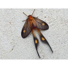 /filer/webapps/moths/media/images/T/torta_Semioptila_A_Voaden.JPG