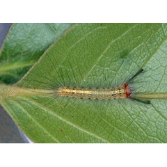 /filer/webapps/moths/media/images/L/lunensis_Laelia_C_Roland_01.jpg