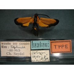 /filer/webapps/moths/media/images/S/seydeli_Netrocera_HT_01.jpg