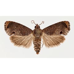 /filer/webapps/moths/media/images/P/peltastica_Cryptophlebia_AF_NHMO.jpg