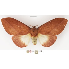 /filer/webapps/moths/media/images/P/pyrsocoma_Pachypasa_HT_NHMUK.jpg