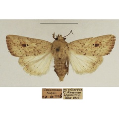 /filer/webapps/moths/media/images/A/atrimacula_Mythimna_AF_TMSA_01.jpg