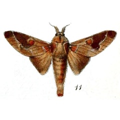 /filer/webapps/moths/media/images/P/polydora_Megasoma_STM_Druce_55-11.jpg