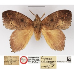 /filer/webapps/moths/media/images/D/dolichoprygma_Leipoxais_HT_NHMUK.jpg